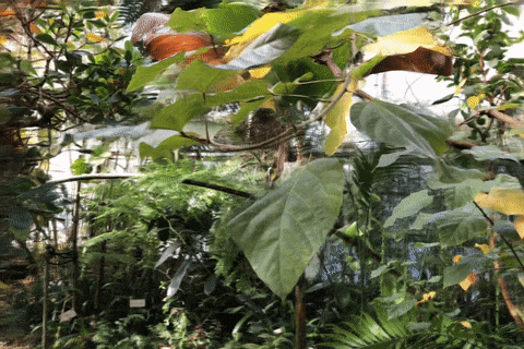 Orchids scene novel view